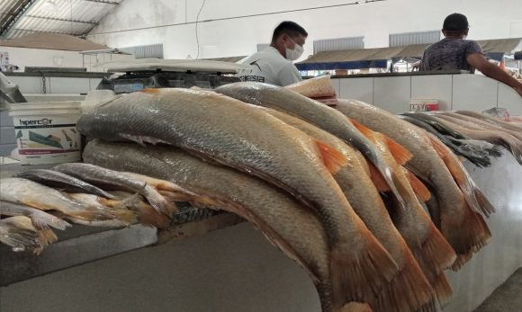 Em Belém, saiba quais os peixes que ficaram mais caros no primeiro trimestre