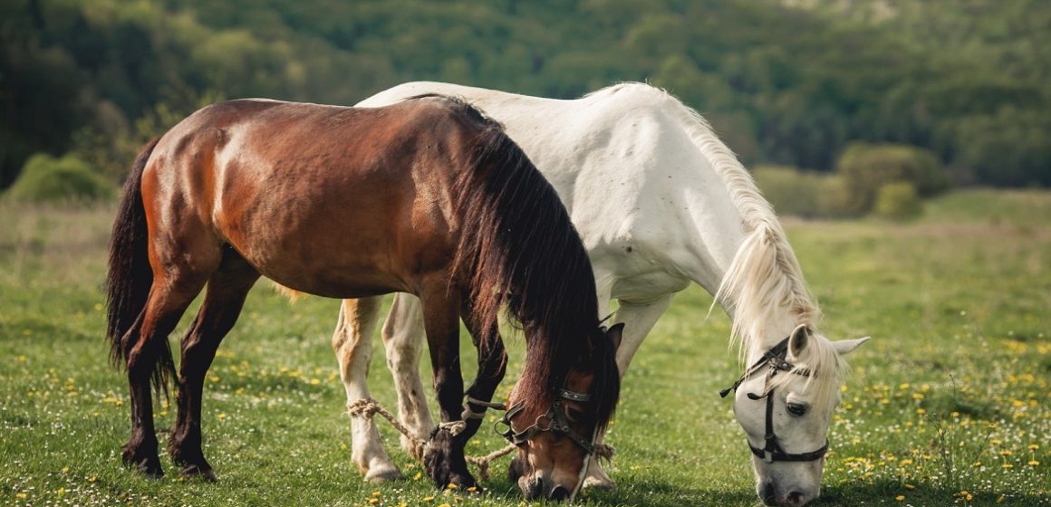 Especialista destaca cuidados para garantir a saúde dos cavalos no período de chuvas