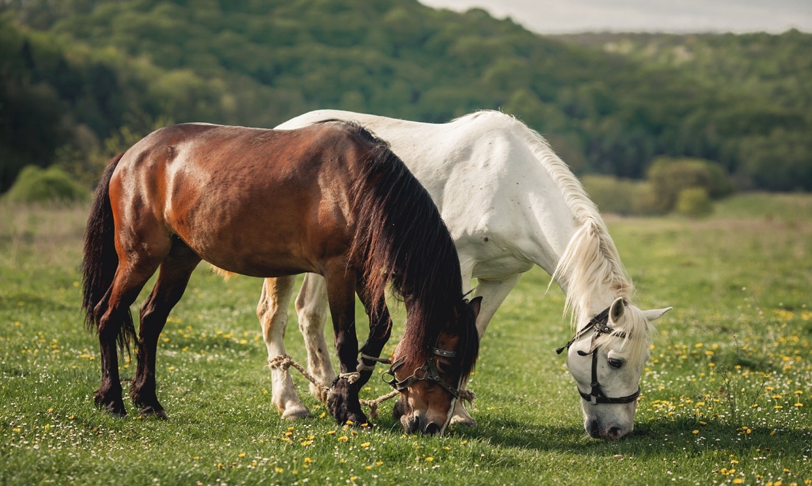 Cuidados com o banho de cavalos