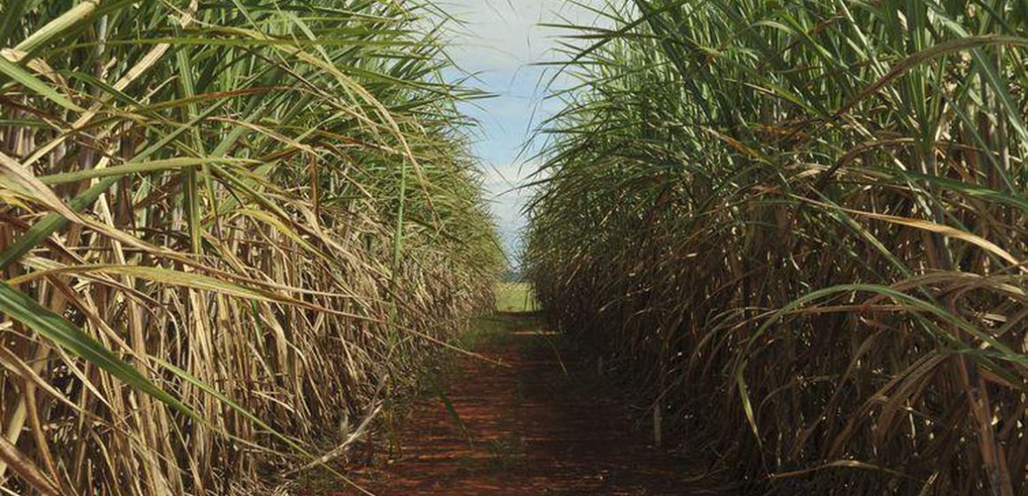 Produção estimada de cana-de-açúcar é de 610 milhões de toneladas