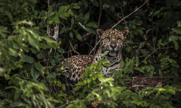 Estratégias ajudam a diminuir conflito entre fazendeiros e onças