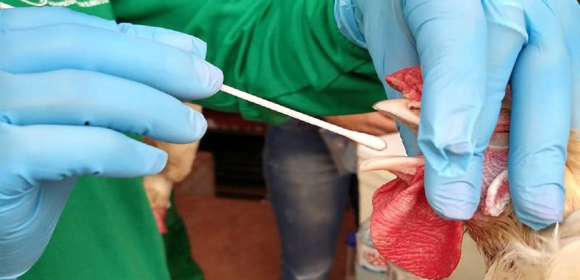 Autorização para eventos com aglomeração de aves é suspensa pela Adepará