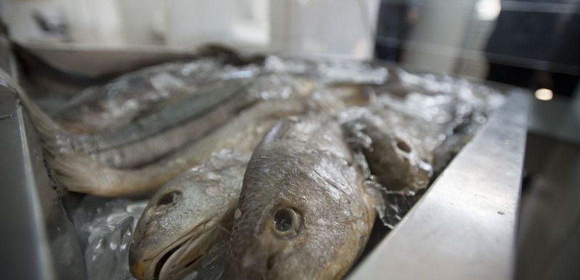Pesquisa revela que peixes de 6 estados da Amazônia têm mercúrio acima do índice tolerado