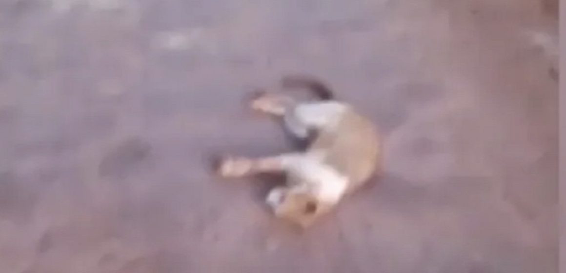 Em Santarém, moradores encontram 13 gatos mortos em ramal de comunidade