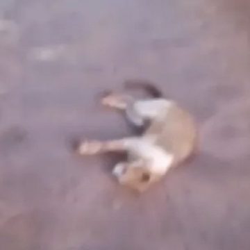 Em Santarém, moradores encontram 13 gatos mortos em ramal de comunidade