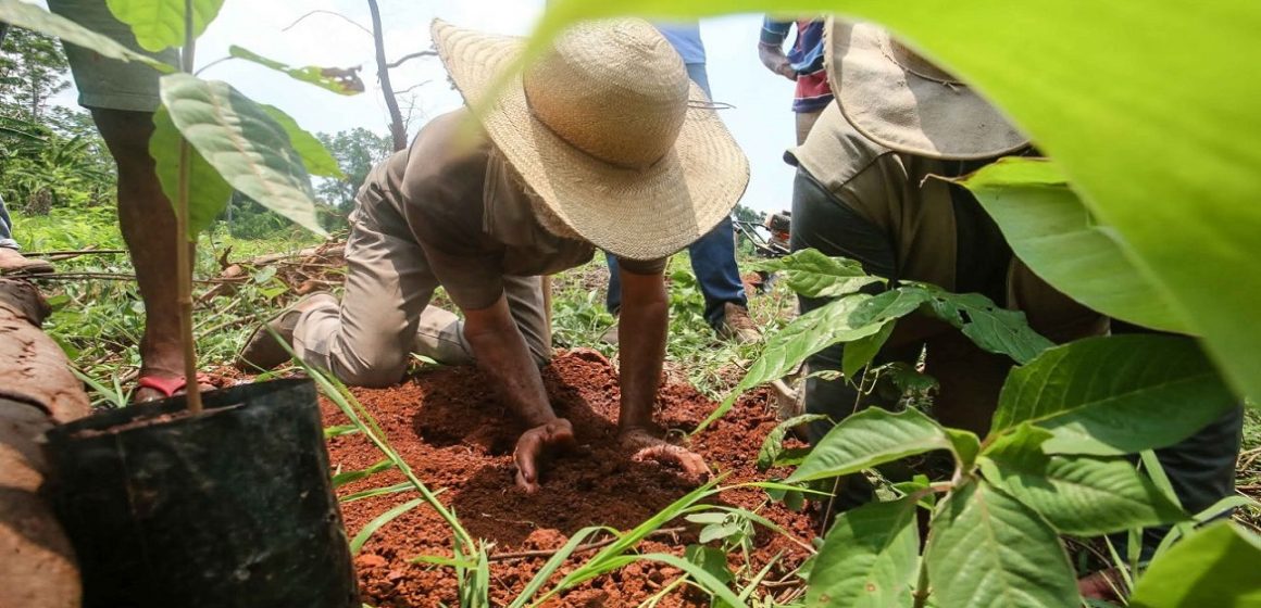 Câmara de Belém aprova projeto de apoio à Agricultura Urbana e Periurbana