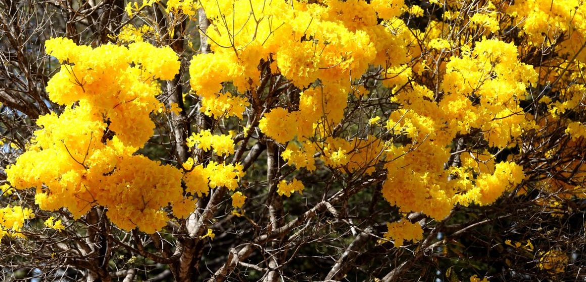 MMA cria Câmara Setorial de Guardiãs e Guardiões da Biodiversidade