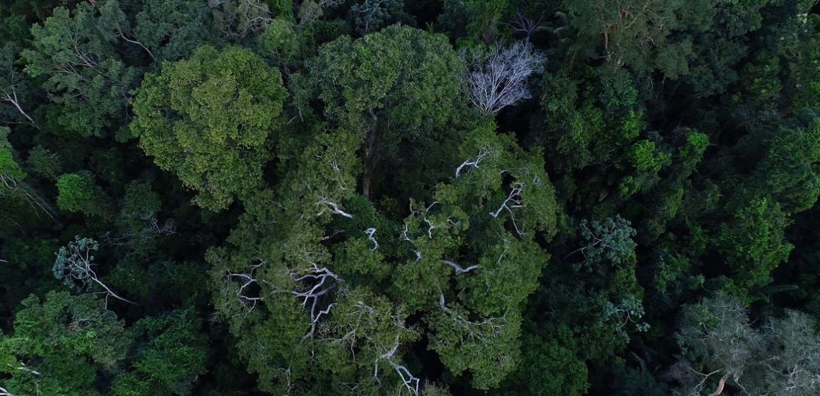floresta_amazonica_vista_de_cima (1) Países da Bacia Amazônica discutem ações para região com o BID