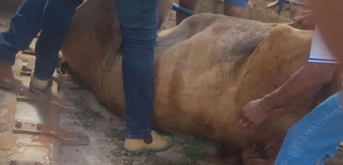 Em Redenção, cavalo morre após enfrentar longa caminhada sob sol forte em evento ruralista