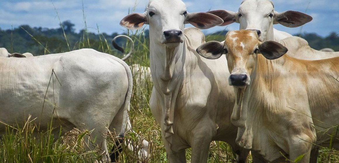 Principal produtor agropecuário do Norte do Brasil é o Pará