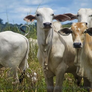 Principal produtor agropecuário do Norte do Brasil é o Pará
