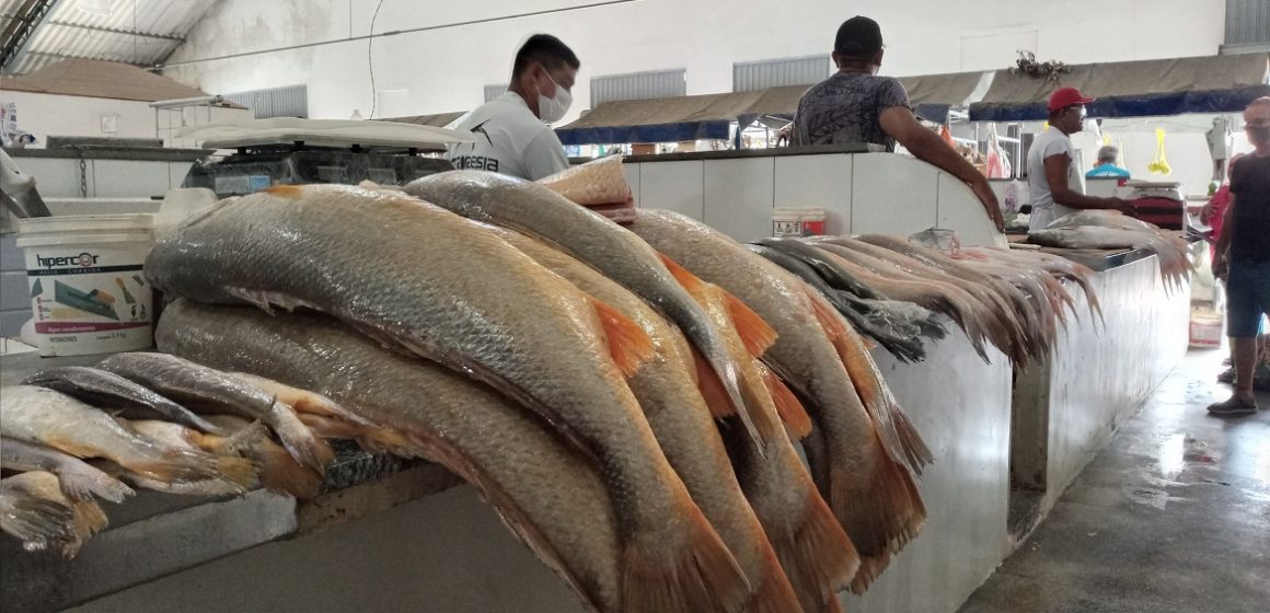 Saiba quais são as espécies de peixes que estão mais baratas em Belém