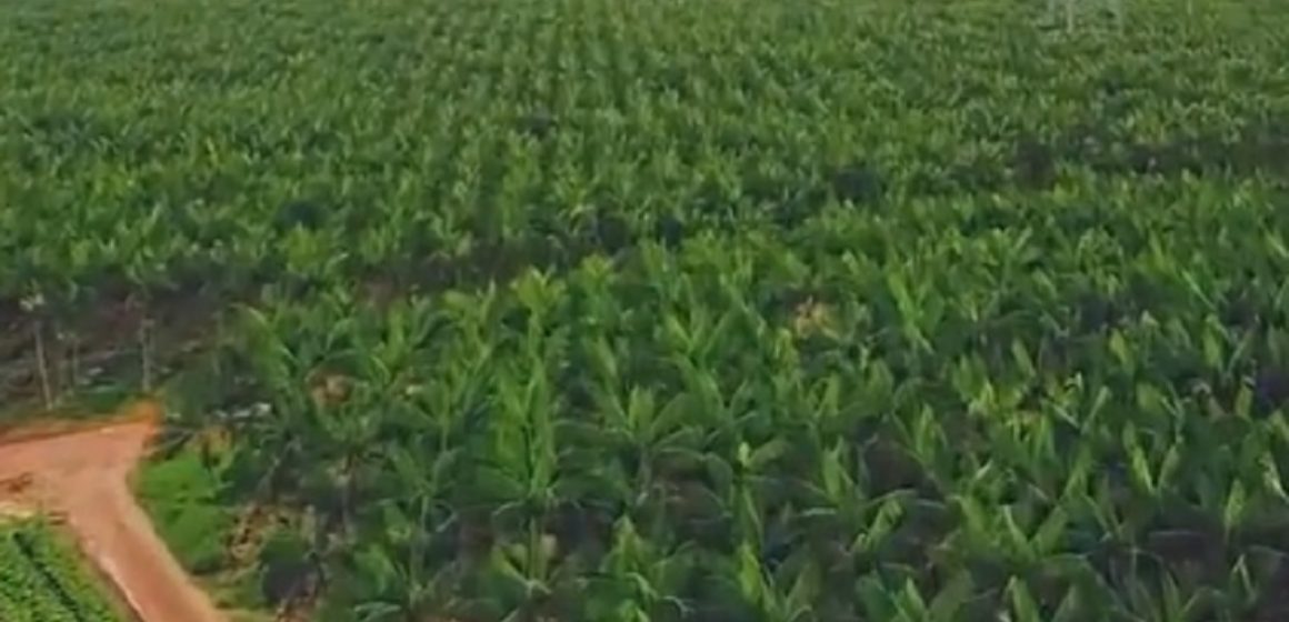 Maior fazenda de açaí do mundo fica no Amapá