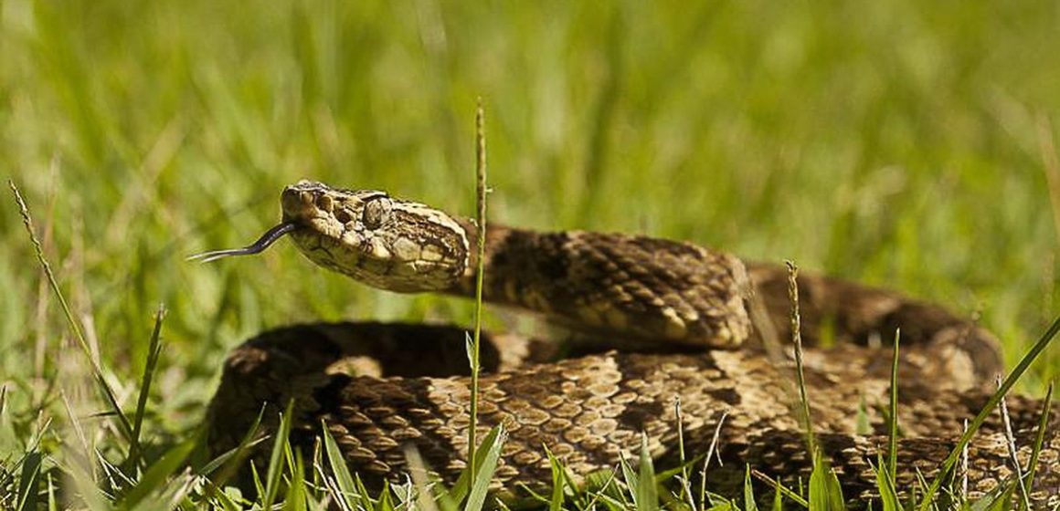 Oriximiná registra mais picadas de cobra que a média nacional