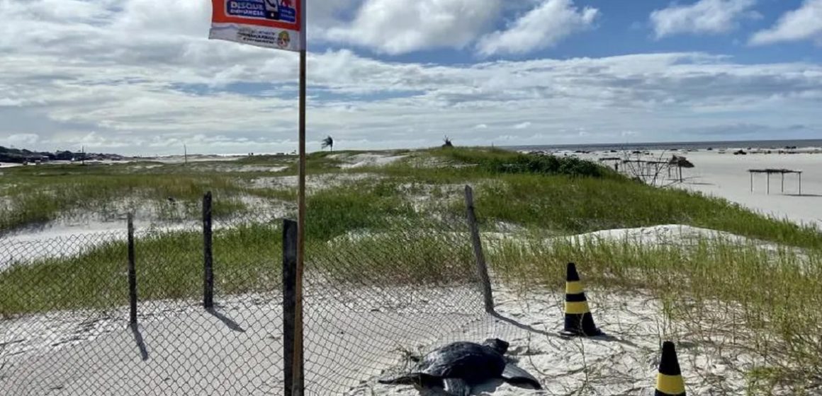 Em Salinópolis, mais de 60 ovos de tartaruga são furtados de área protegida na praia do Atalaia