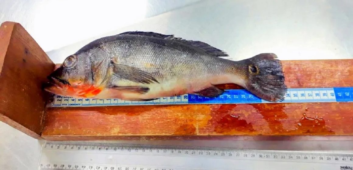 No Amazonas, plástico é encontrado no intestino de seis espécies de peixes