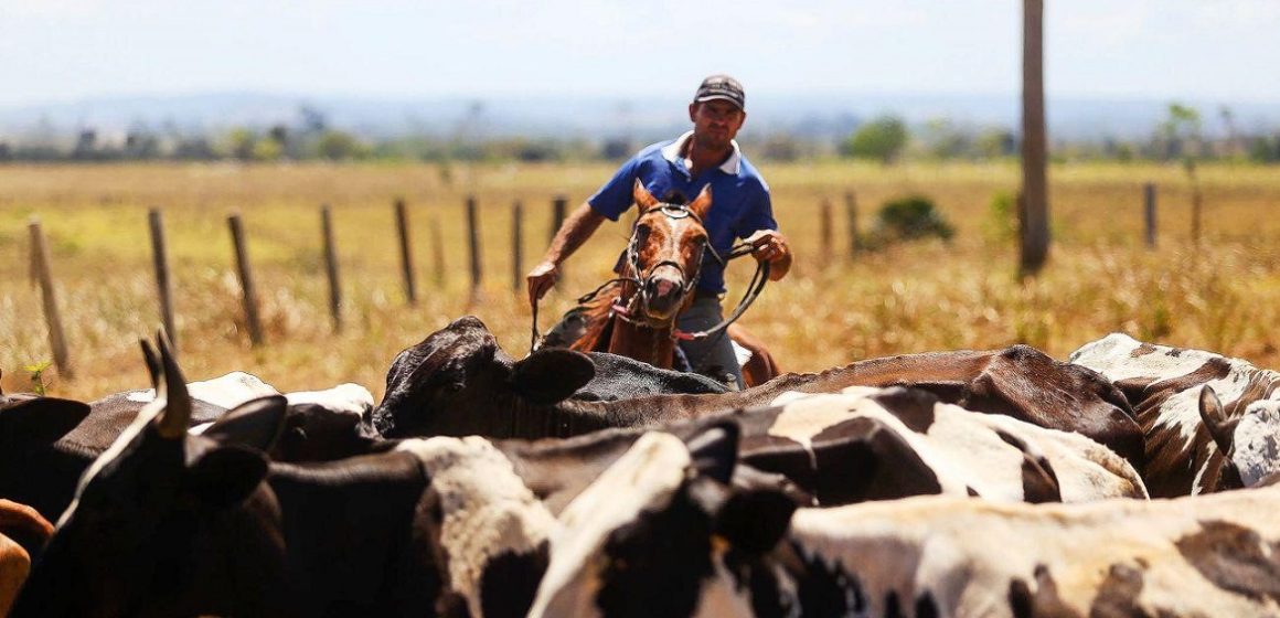 Pará lidera a geração de empregos formais no setor da agropecuária na Região Norte