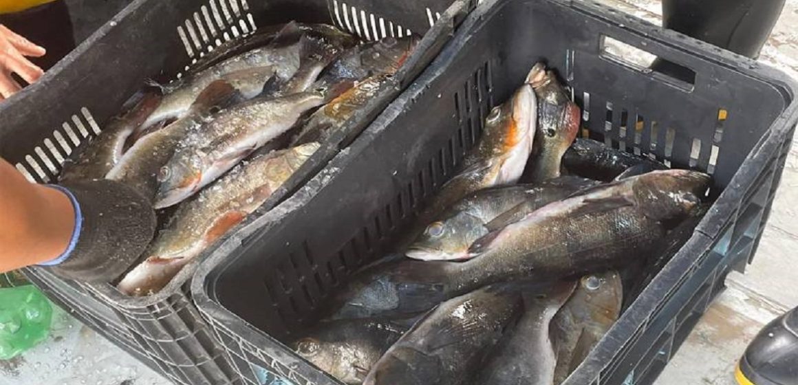 Em Santarém, Adepará apreende 17 toneladas de pescado no Pará