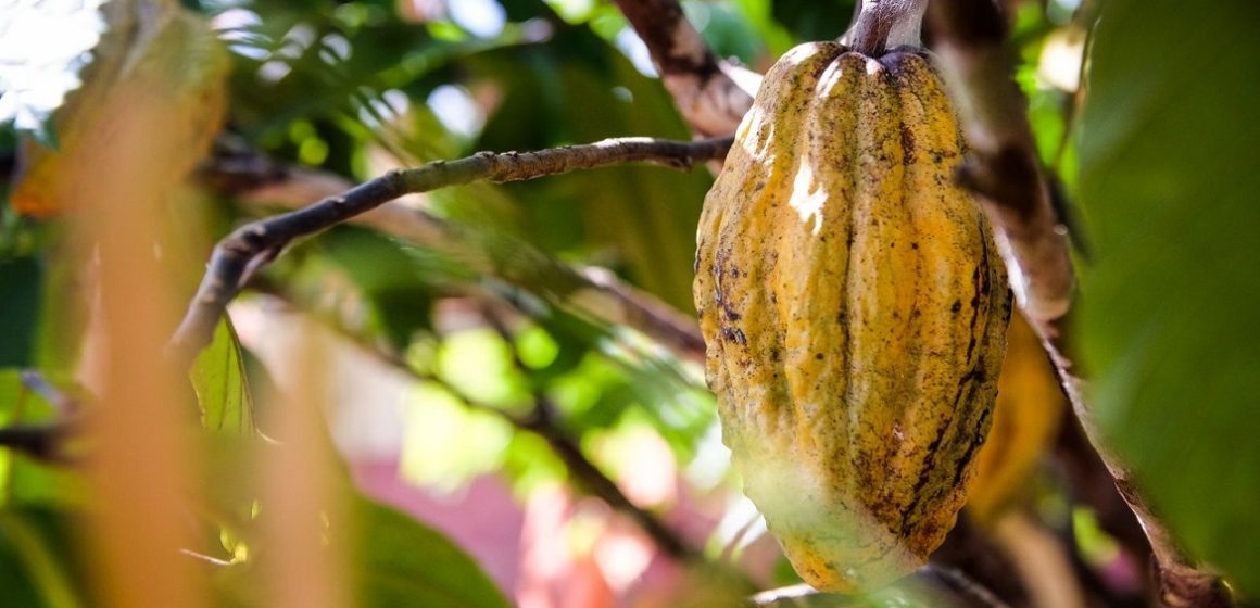 Como incentivo à bioeconomia, Pará investe na produção de cacau