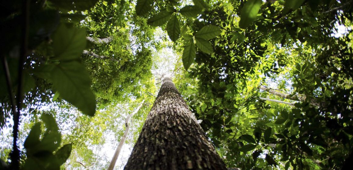Final de competição sobre mapeamento de biodiversidade será no Brasil