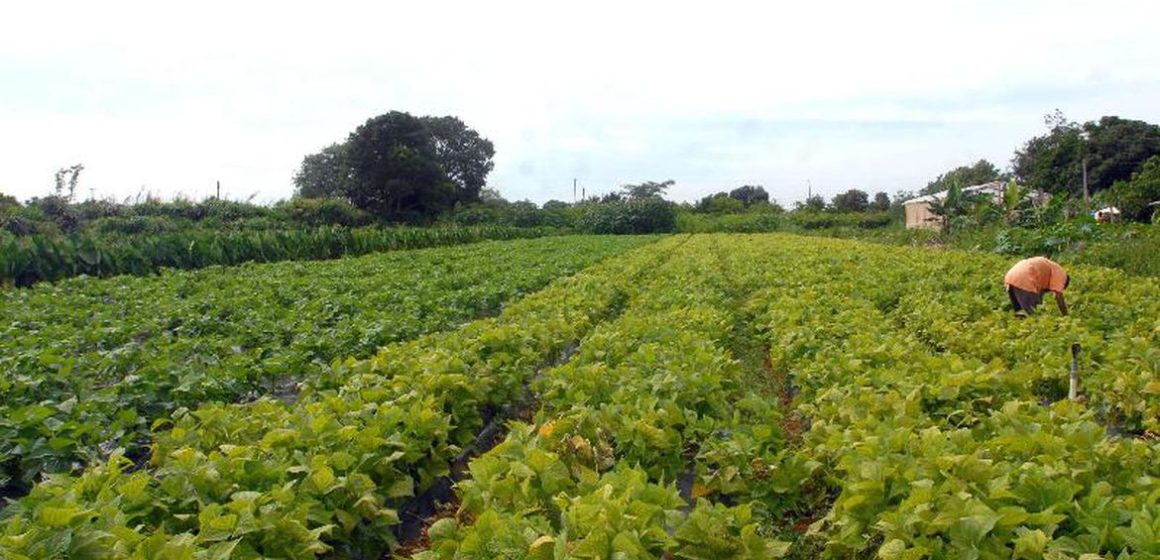 Governo lança Plano Safra para agricultura familiar da Amazônia