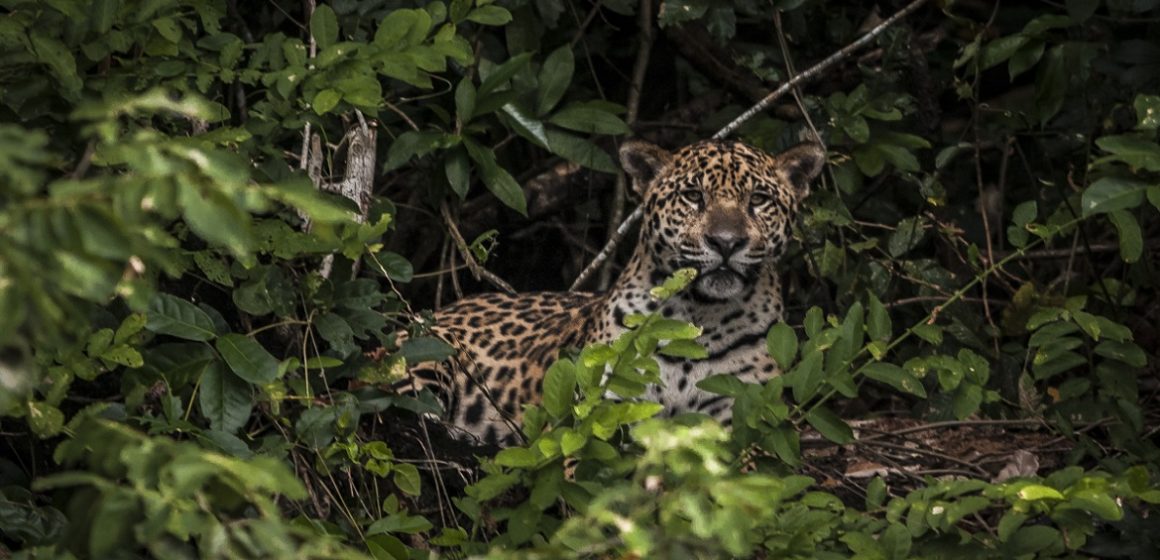 ICMBio revela que mais de 200 espécies da fauna amazônica estão em ameaça de extinção