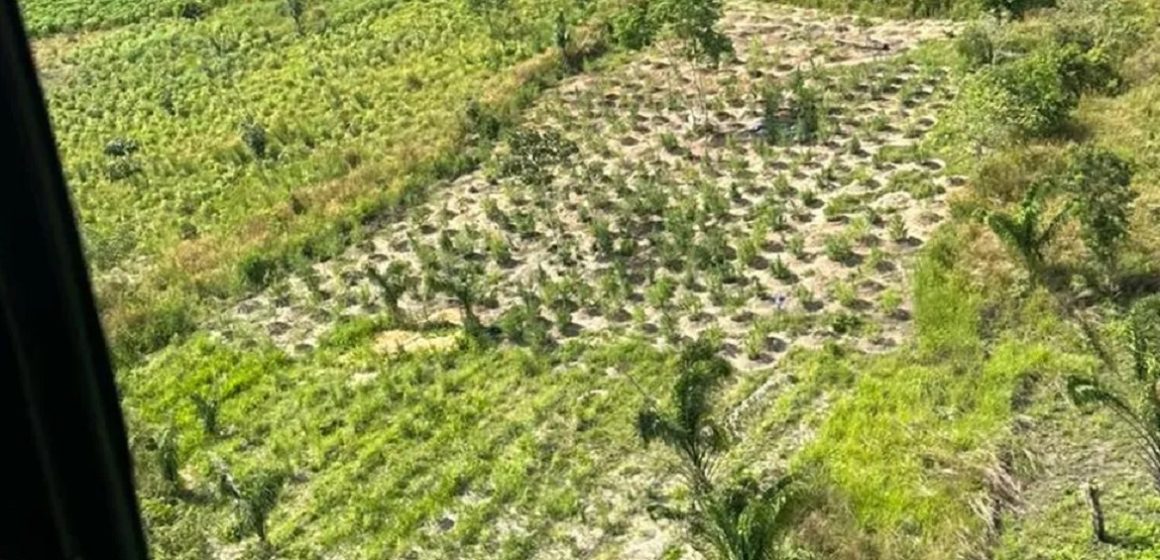 Cidades do Pará são alvo de operação da PF que destrói mais de 40 mil pés de maconha