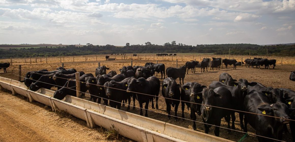 IBGE: pecuária brasileira colecionou recordes em 2022