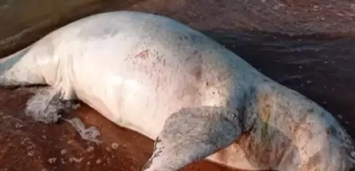 Em Itaituba, Boto-cinza é encontrado morto com três marcas de tiro