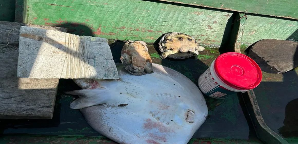 Em Altamira, pesca ilegal de tartarugas é flagrada pela PF e pelo Ibama