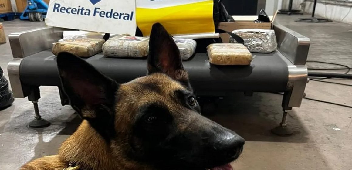 Em Belém, cão farejador encontra encomendas de maconha em centro dos Correios