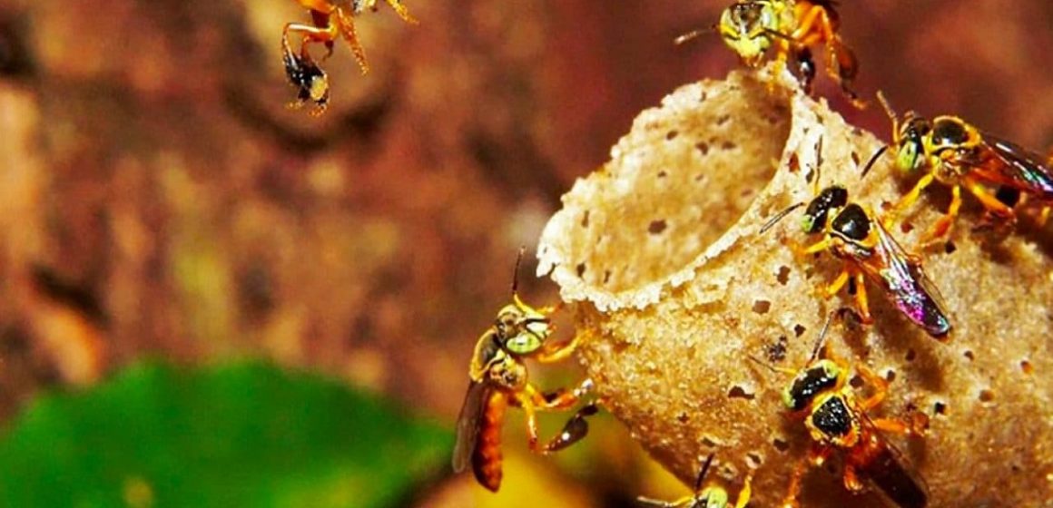 No Pará, produtores investem na criação de abelhas-sem-ferrão