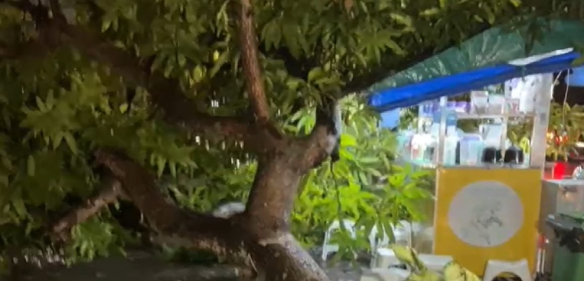 Em Belém, chuva forte causa queda de árvore no Umarizal