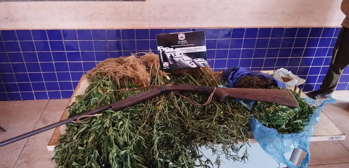 Em Cachoeira do Piriá, plantação de maconha é incinerada pela polícia