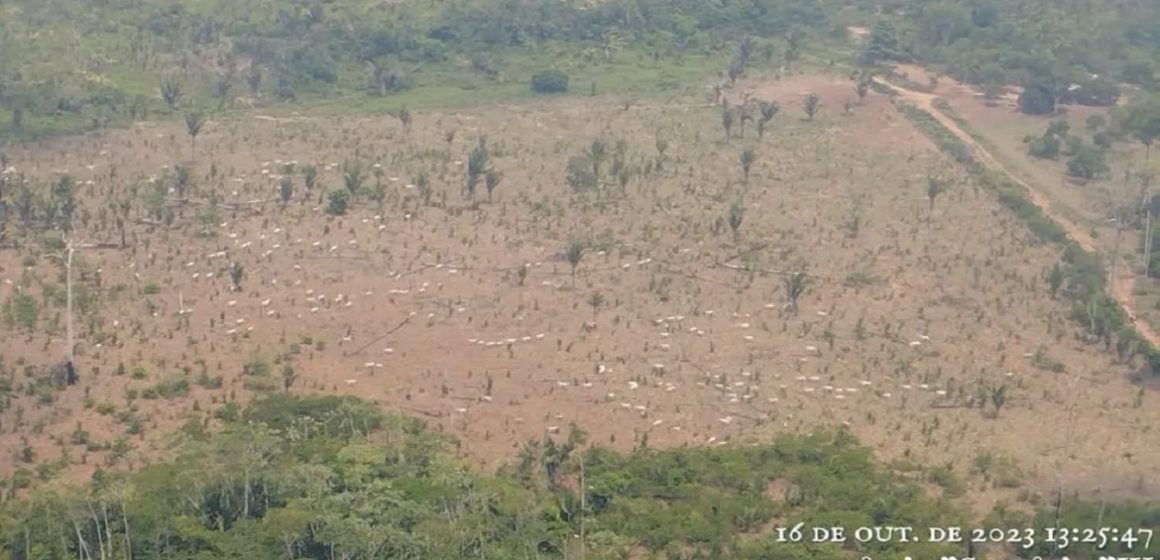 Em São Félix do Xingu, MPF entra com 48 ações na Justiça Federal contra responsáveis por venda ilegal de gado em terra indígena