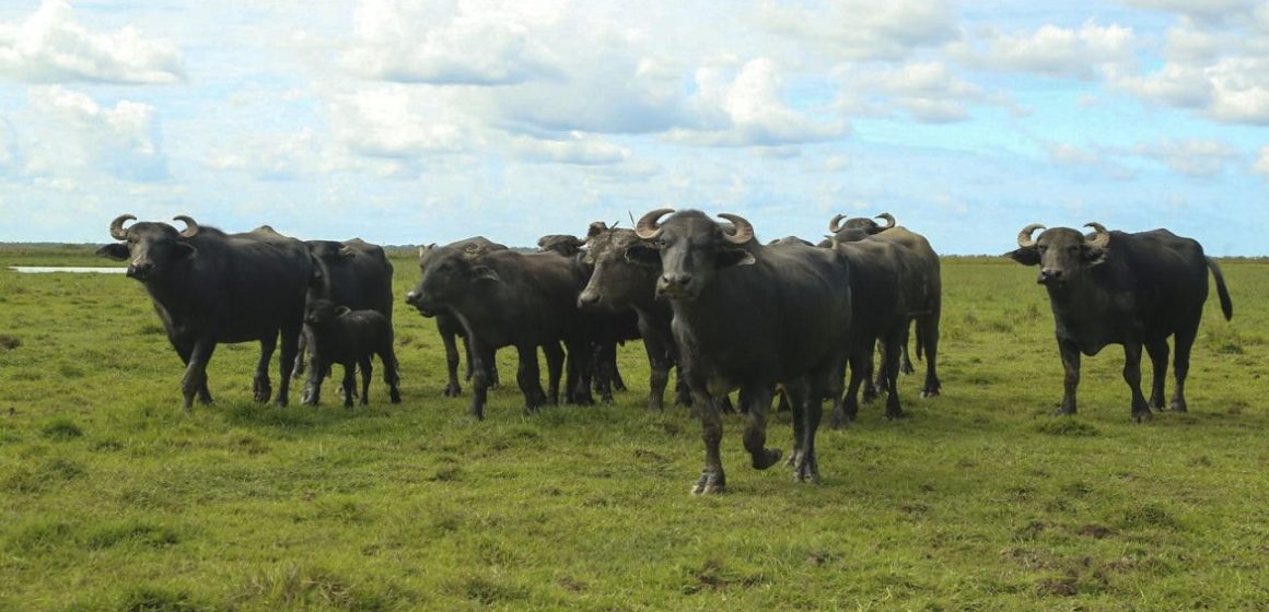 Festival de Búfalo inova a culinária de Parauapebas