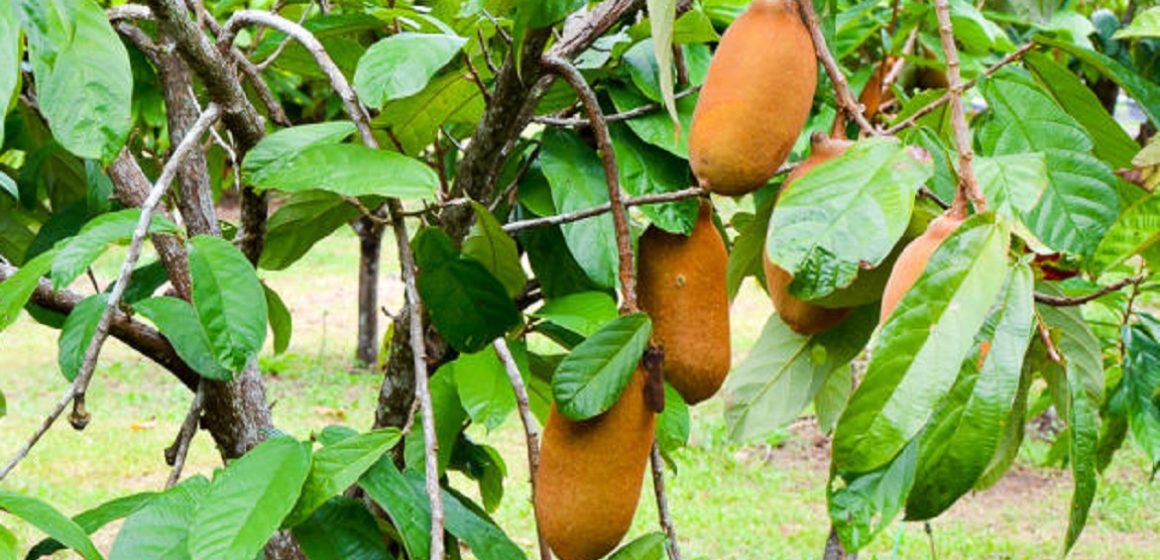 Indígenas domesticaram o cupuaçu como fruto e assim ele surgiu