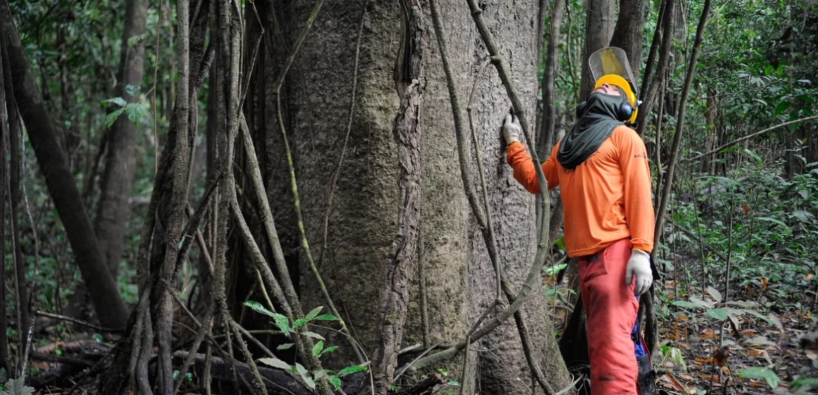 Cai 21% em 2023 a taxa de desmatamento no Pará