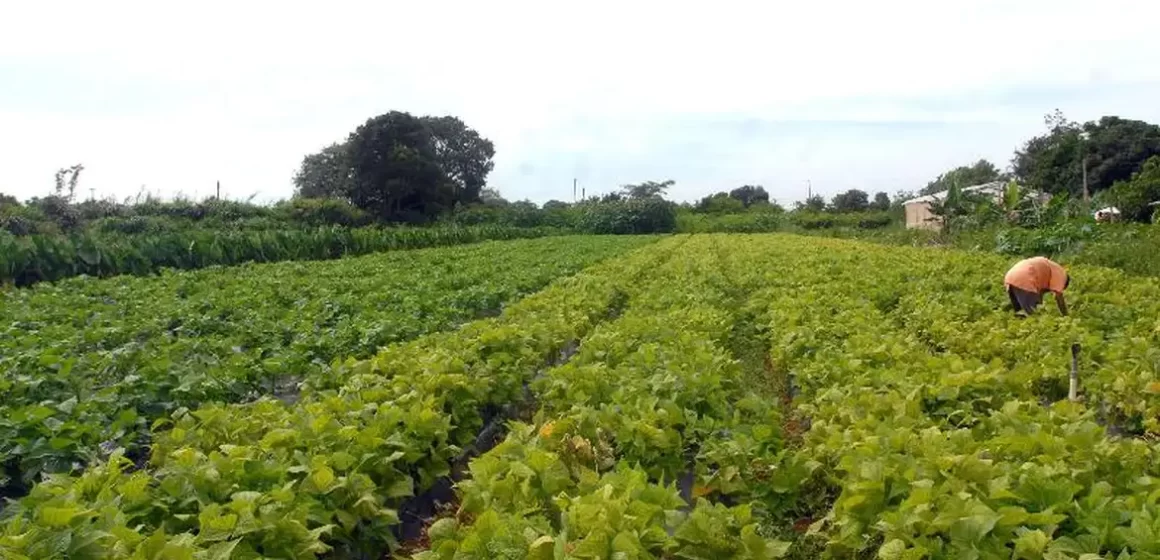 Produção agrícola quilombola ganha selo de certificação de origem