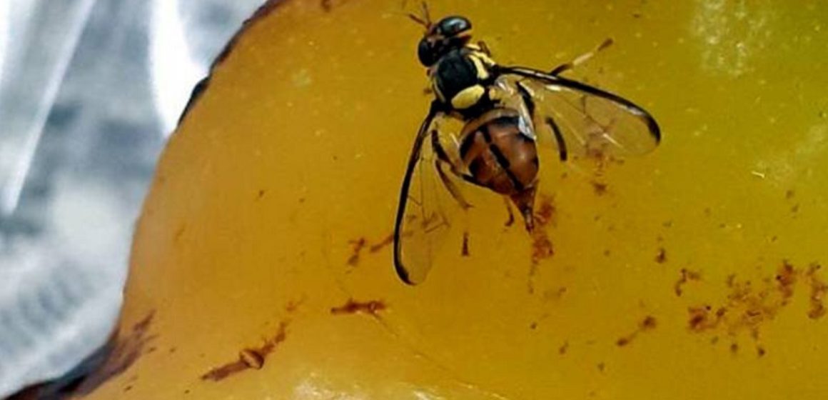 Focos de mosca-da-carambola na fronteira com o Pará deixam o Amazonas em emergência