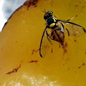 Focos de mosca-da-carambola na fronteira com o Pará deixam o Amazonas em emergência