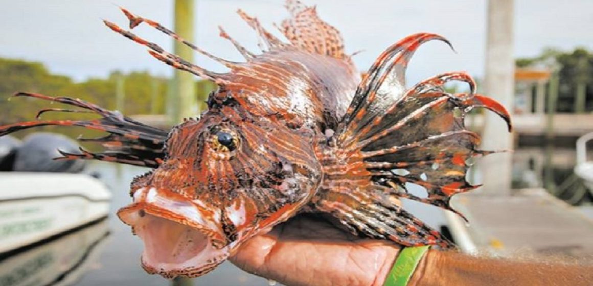 Oito estados da costa brasileira já apresentam presença do predador invasor Peixe-leão