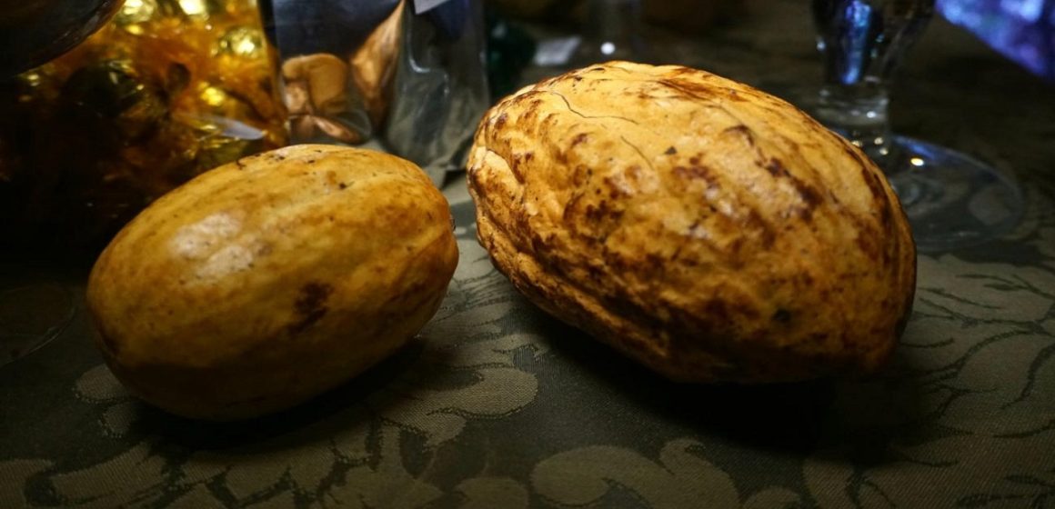 Lista das 50 melhores amêndoas de cacau do mundo consta o Pará