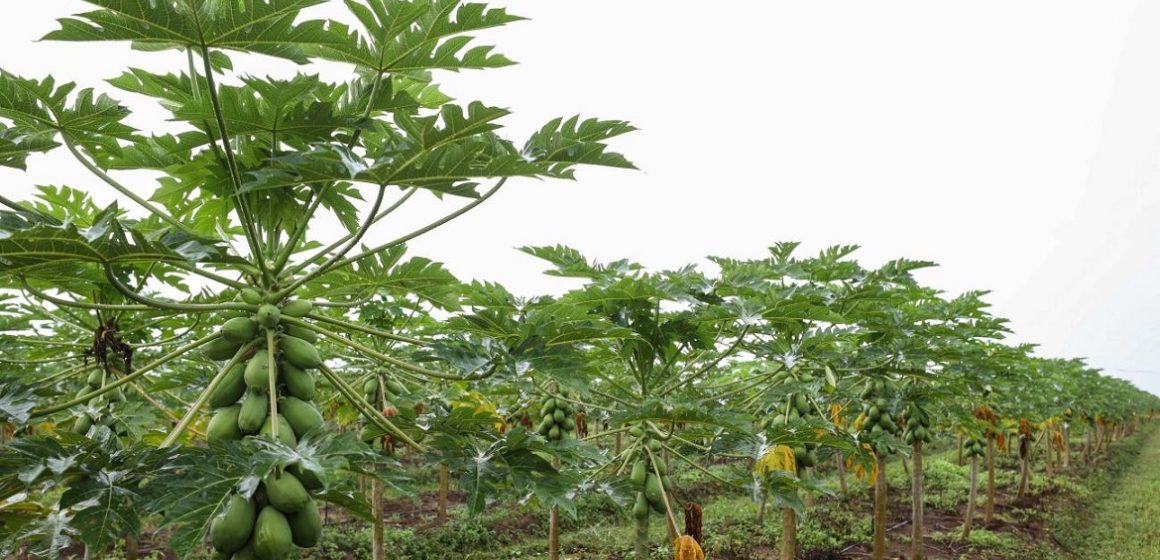 Estado vai pagar até R$ 1,4 mil por hectare a produtores pela preservação e recuperação ambiental