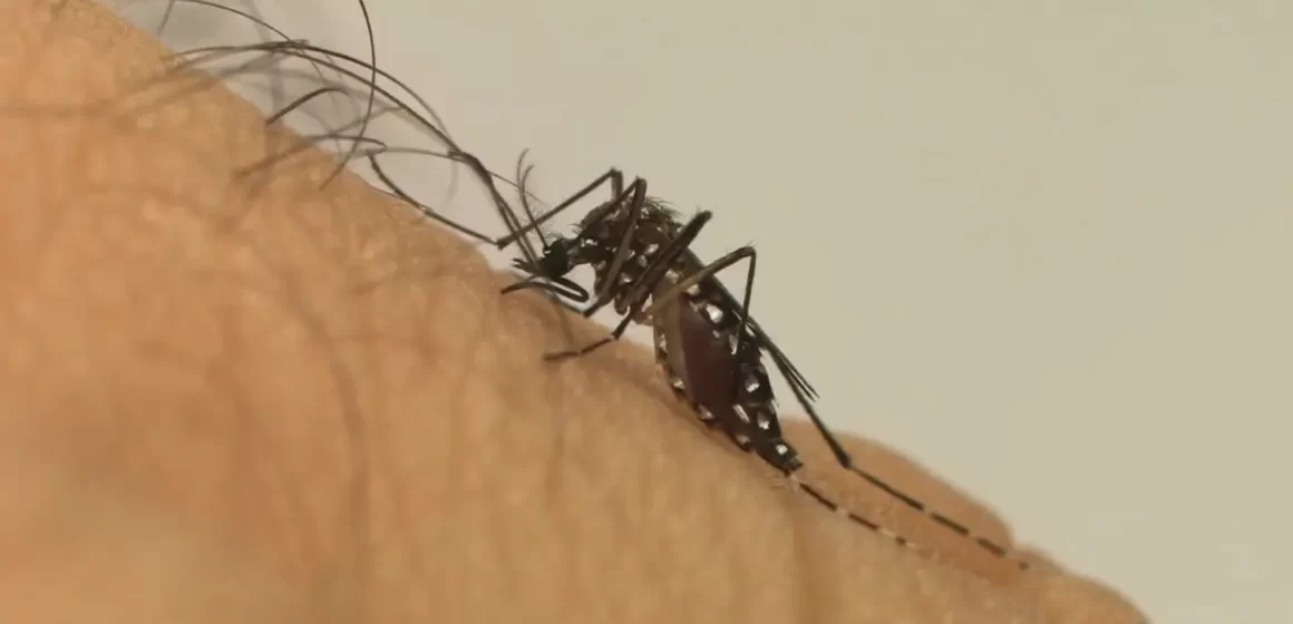 Brasil bate recorde de mortes por dengue em 2023