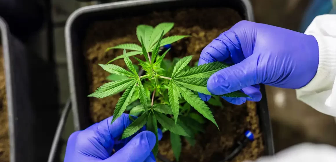 Juiz autoriza farmácia de manipulação a fabricar produtos de cannabis