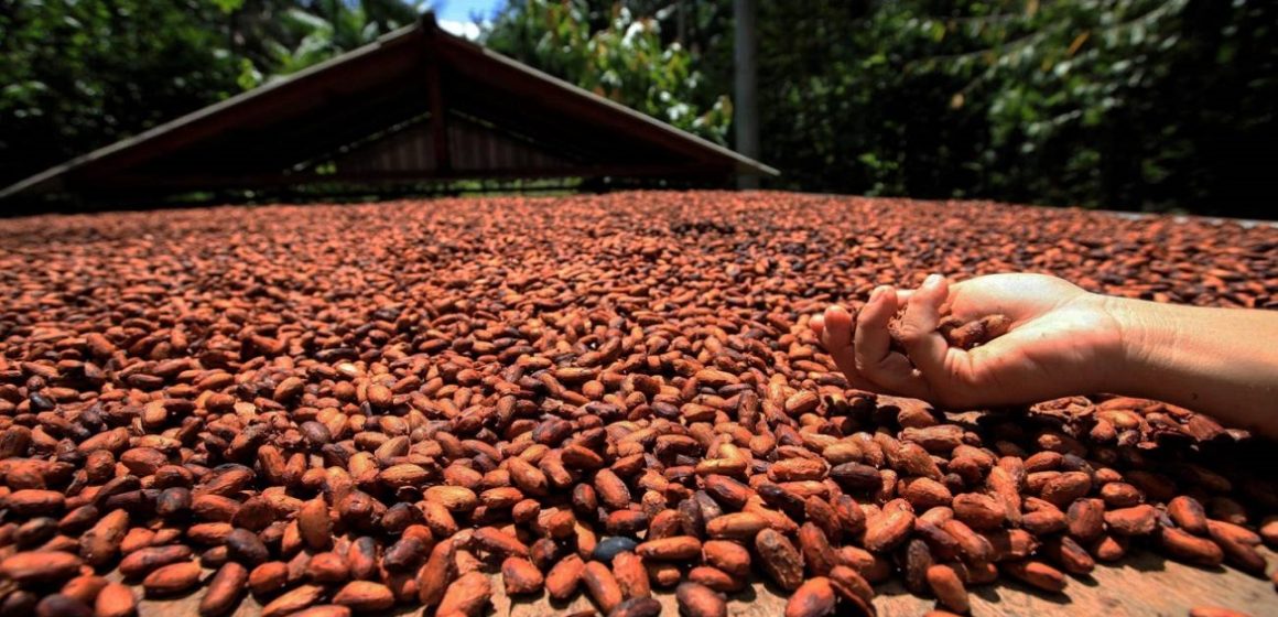Pará encerra 2023 como líder absoluto na produção de açaí e dendê