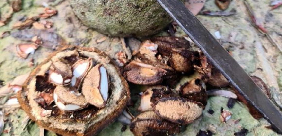 Desenvolvimento sustentável na Amazônia é impulsionado pela castanha