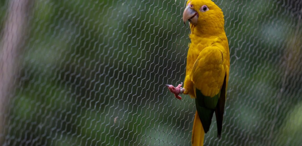 Ararajubas retornam à natureza durante as comemorações dos 408 anos de Belém