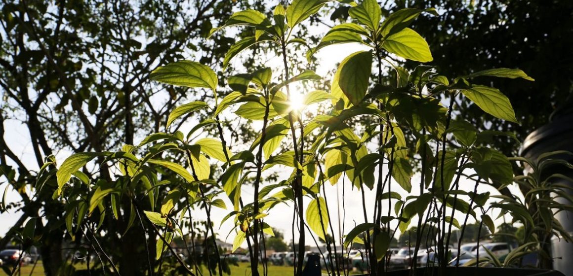 No Pará, multas ambientais podem ser convertidas em investimentos para a melhoria da gestão ambiental